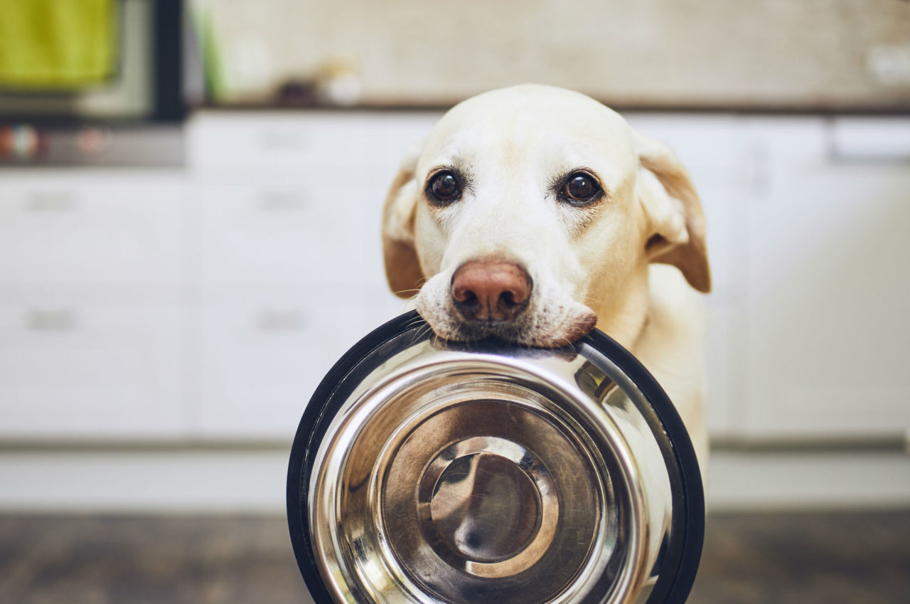 Puppy with Dog bowl in his mouth