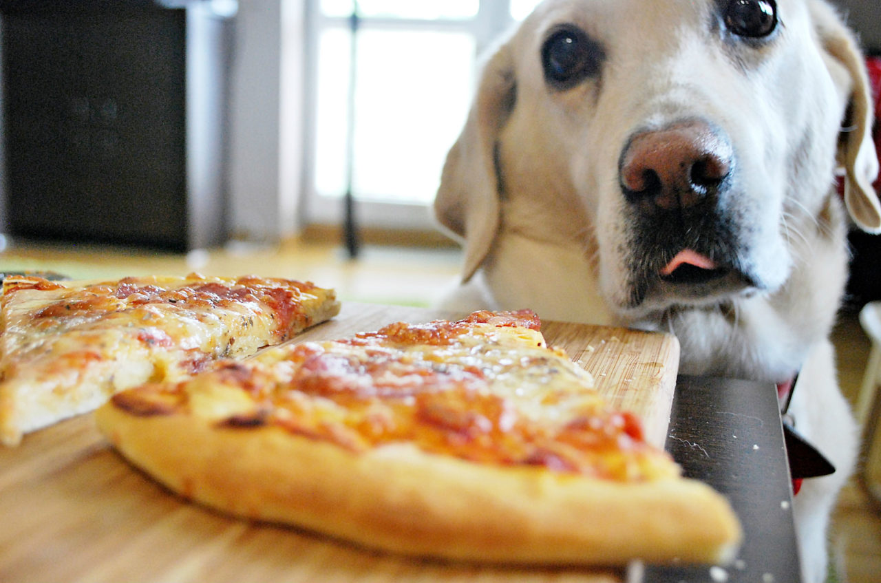 Dog Looking at a pizza Slice